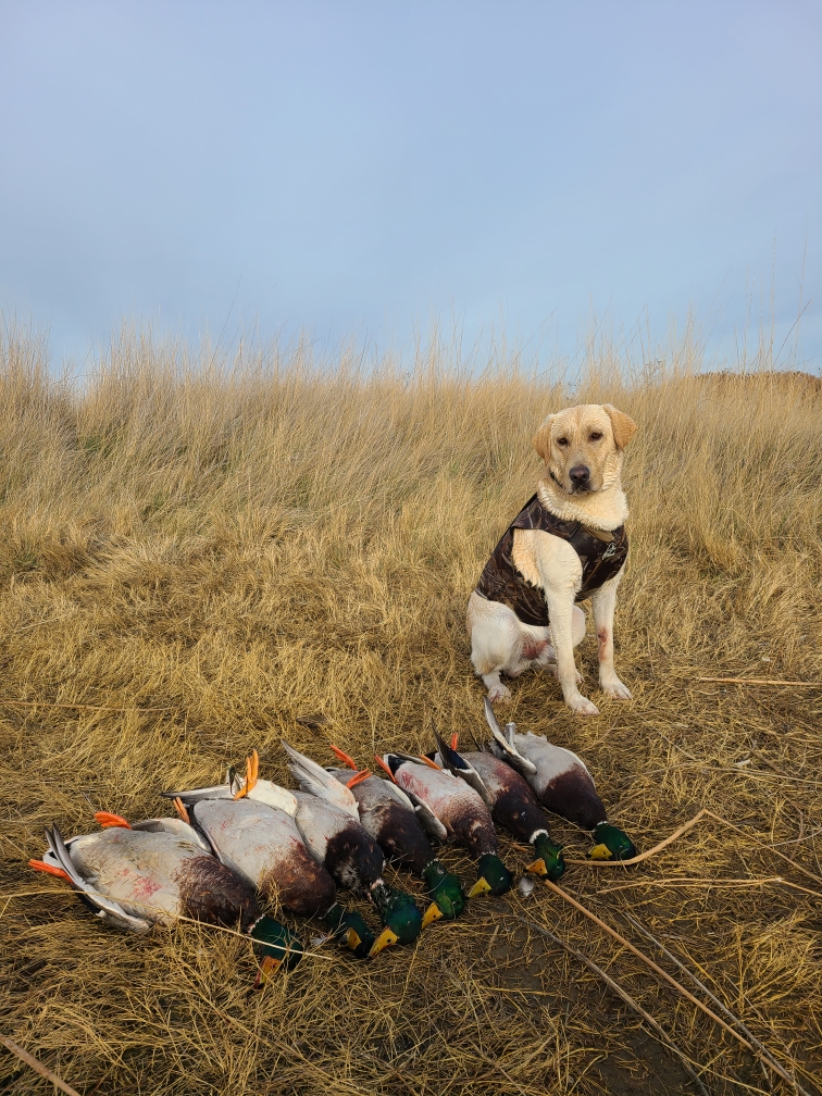 GDR's One Minute Of Angle | Yellow Labrador Retriver