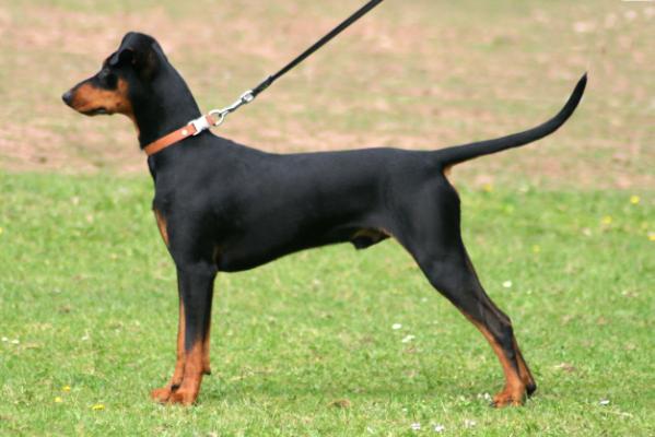 Emil vom Rittmeister | German Pinscher 