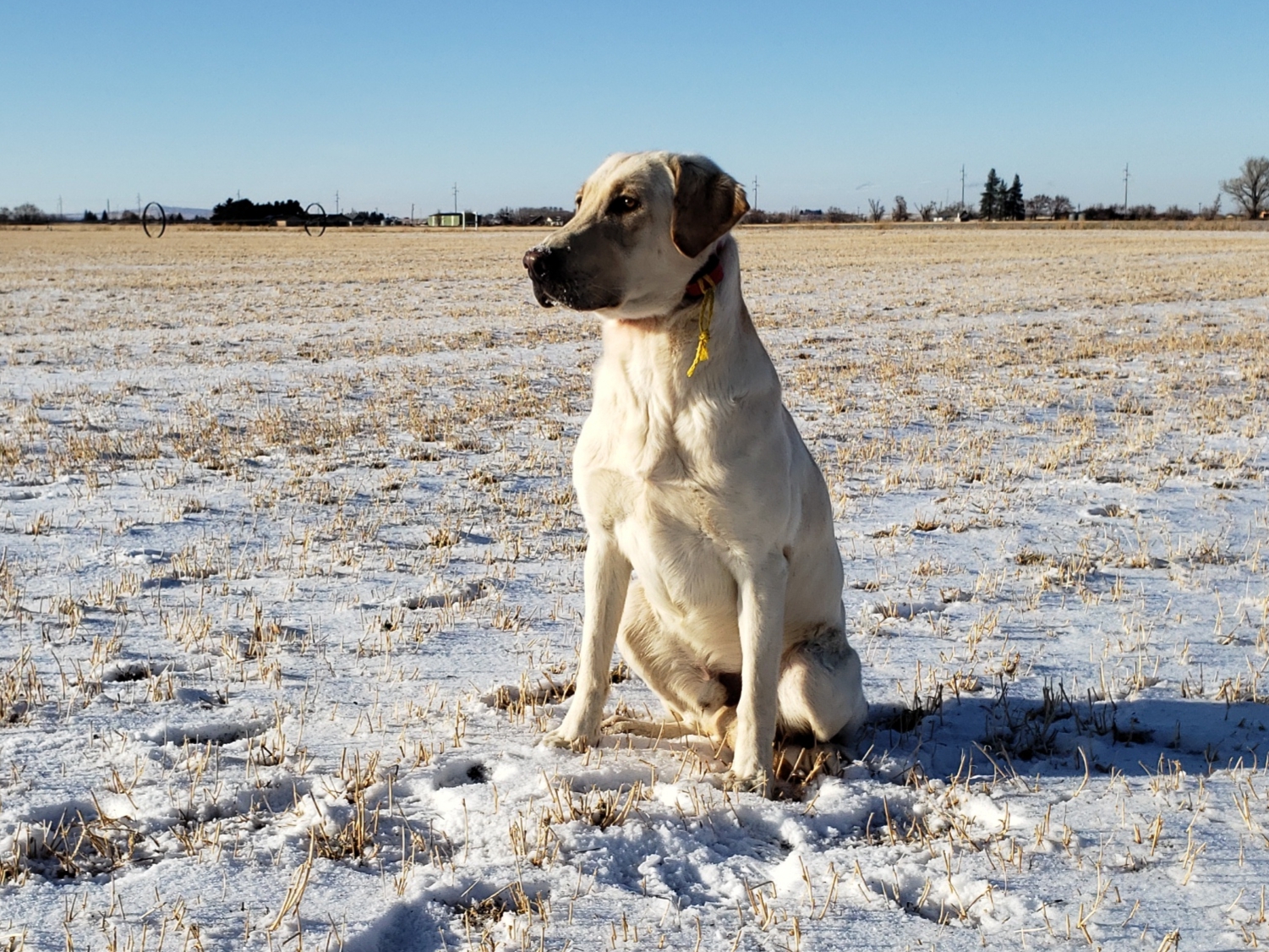 GDR's One Minute Of Angle | Yellow Labrador Retriver