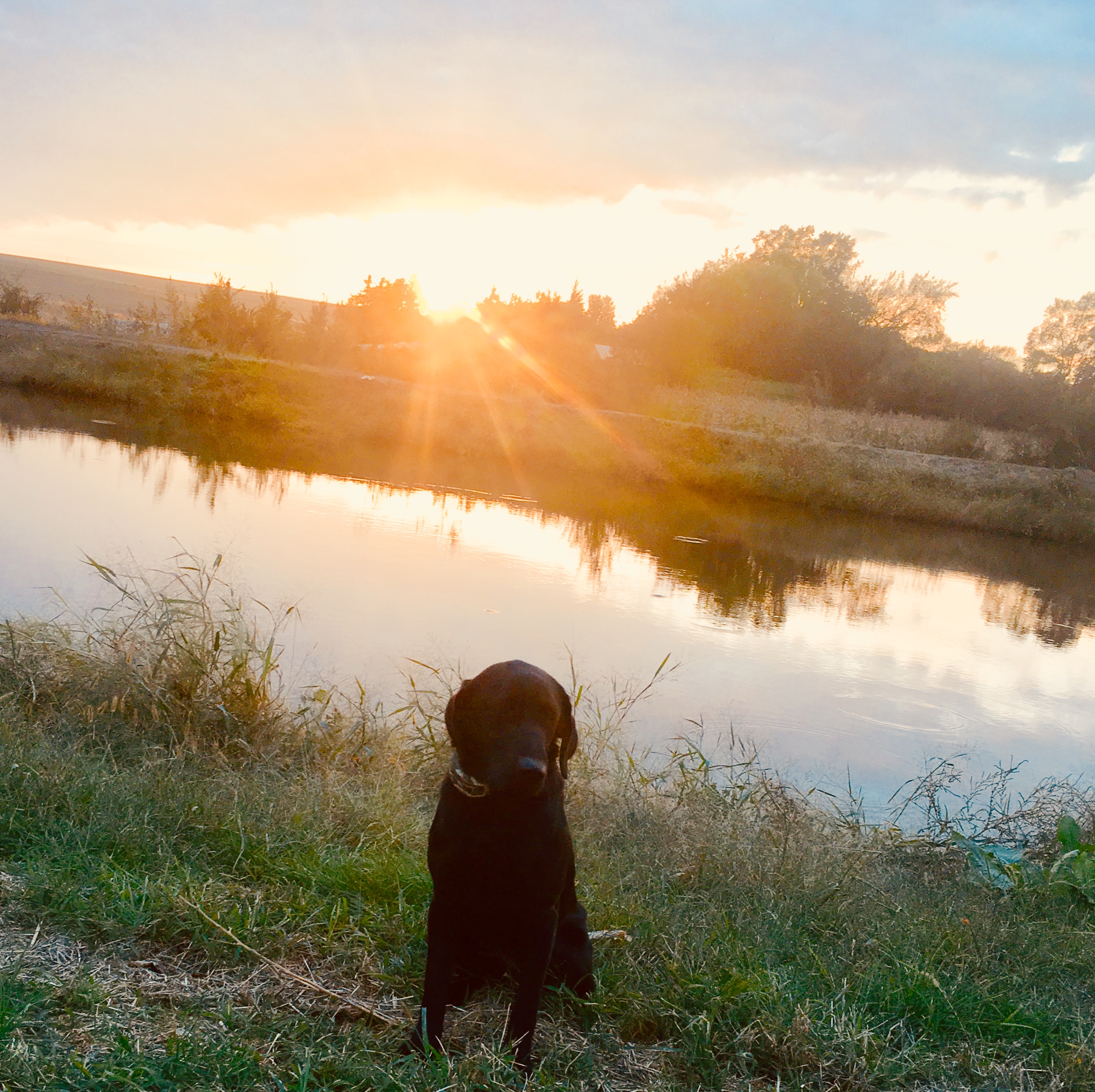 GMPR Porterhouse's Wonder Years | Black Labrador Retriver