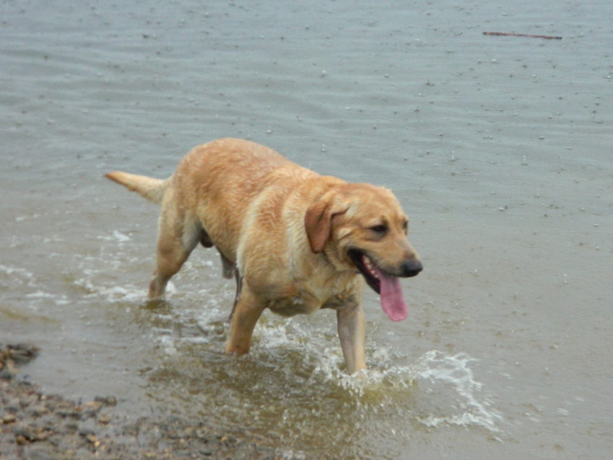 Drake Remington Cash | Yellow Labrador Retriver