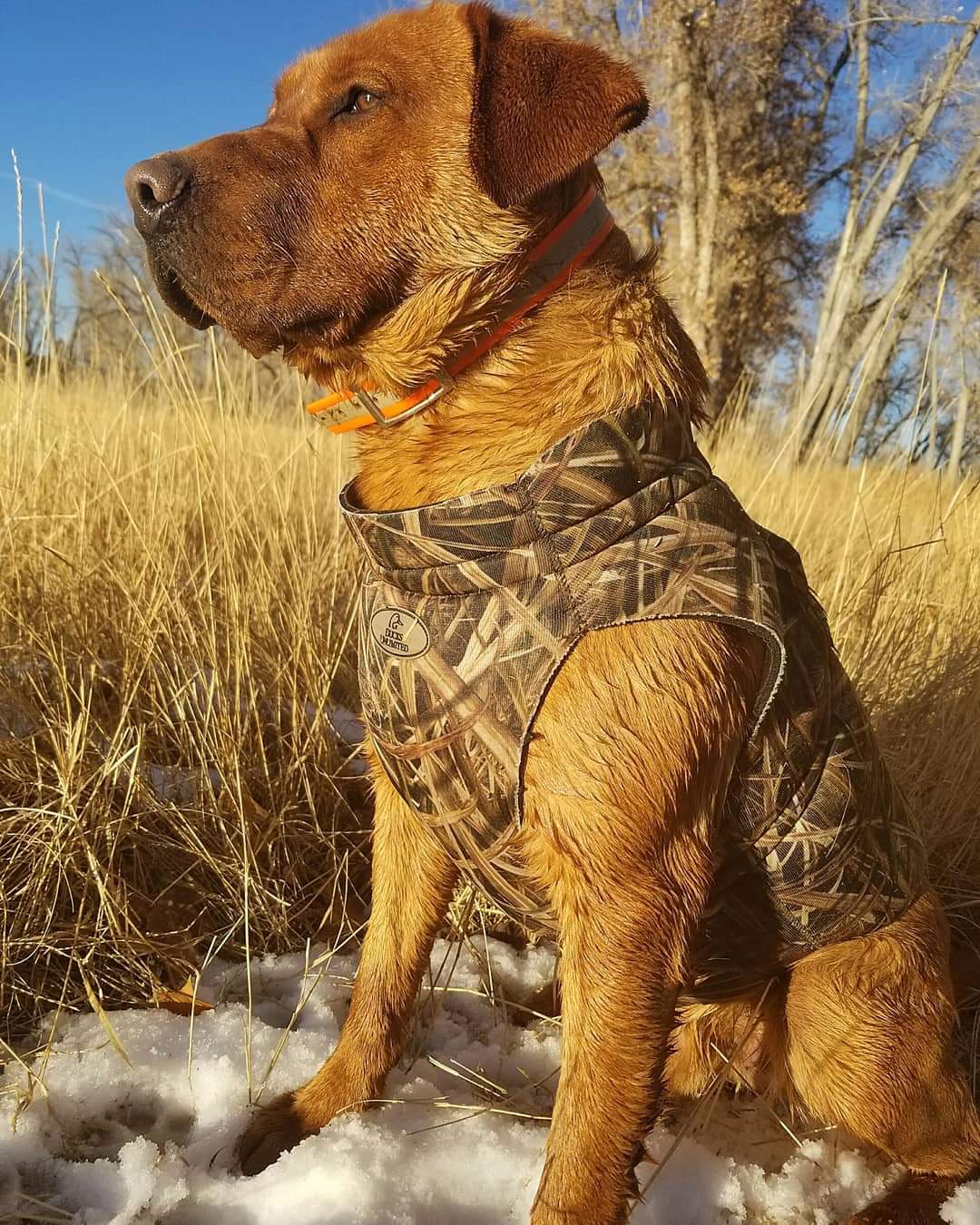 GUNNER GUN'EM DOWN RED | Yellow Labrador Retriver