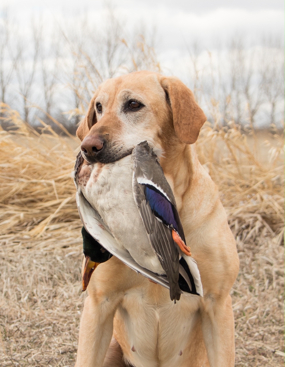 HRCH Engel's Little Knockout | Yellow Labrador Retriver