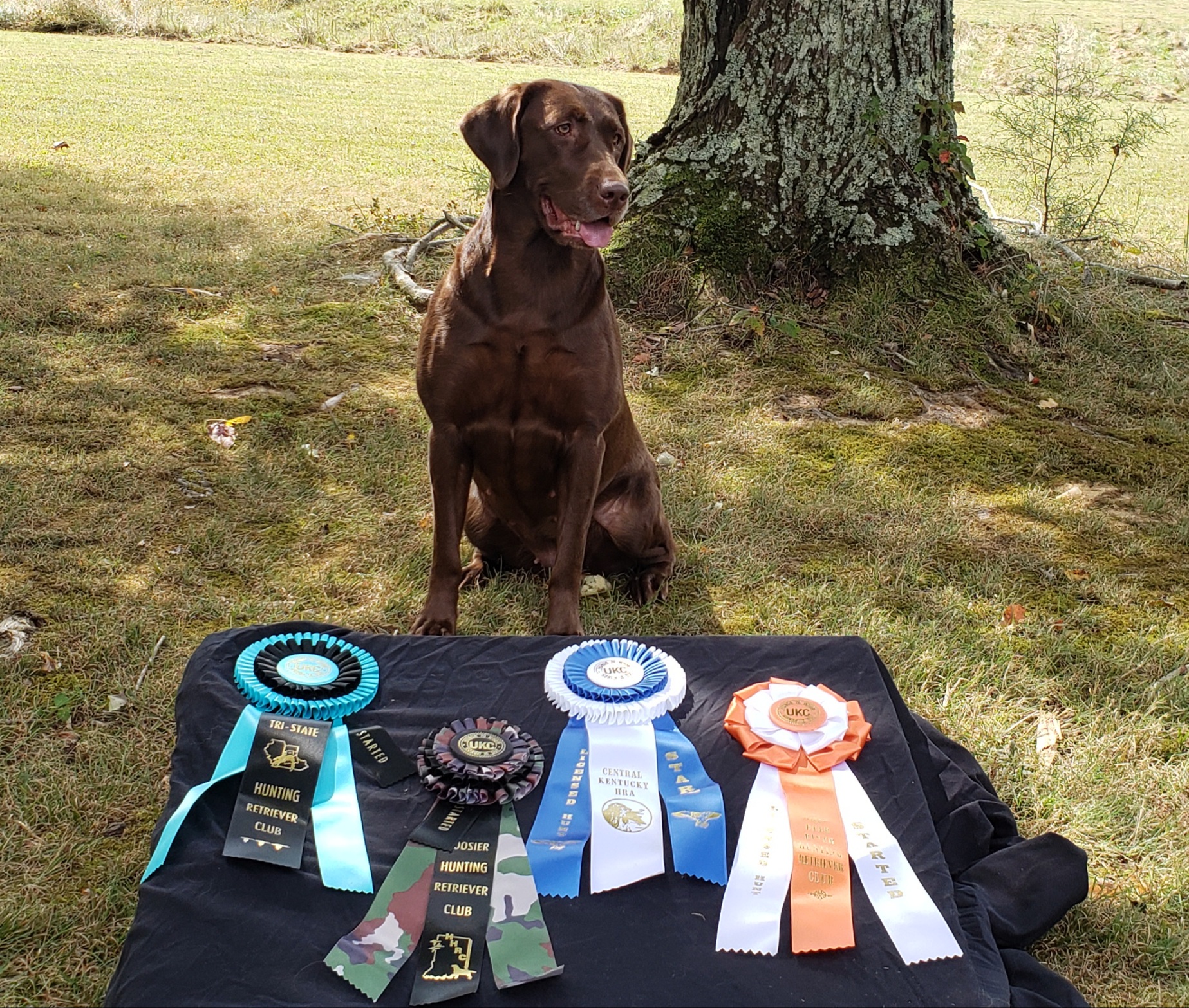 SHR Sliding Creek's Corellia Beauty | Chocolate Labrador Retriver