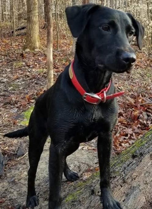 Tlb's Wail Of The Banshee CGC | Black Labrador Retriver