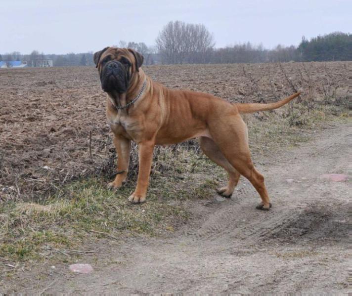 Amber Dream BALBINA | Bullmastiff 