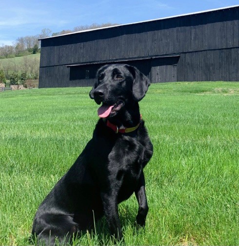 Jaybar It's All About Eve | Black Labrador Retriver