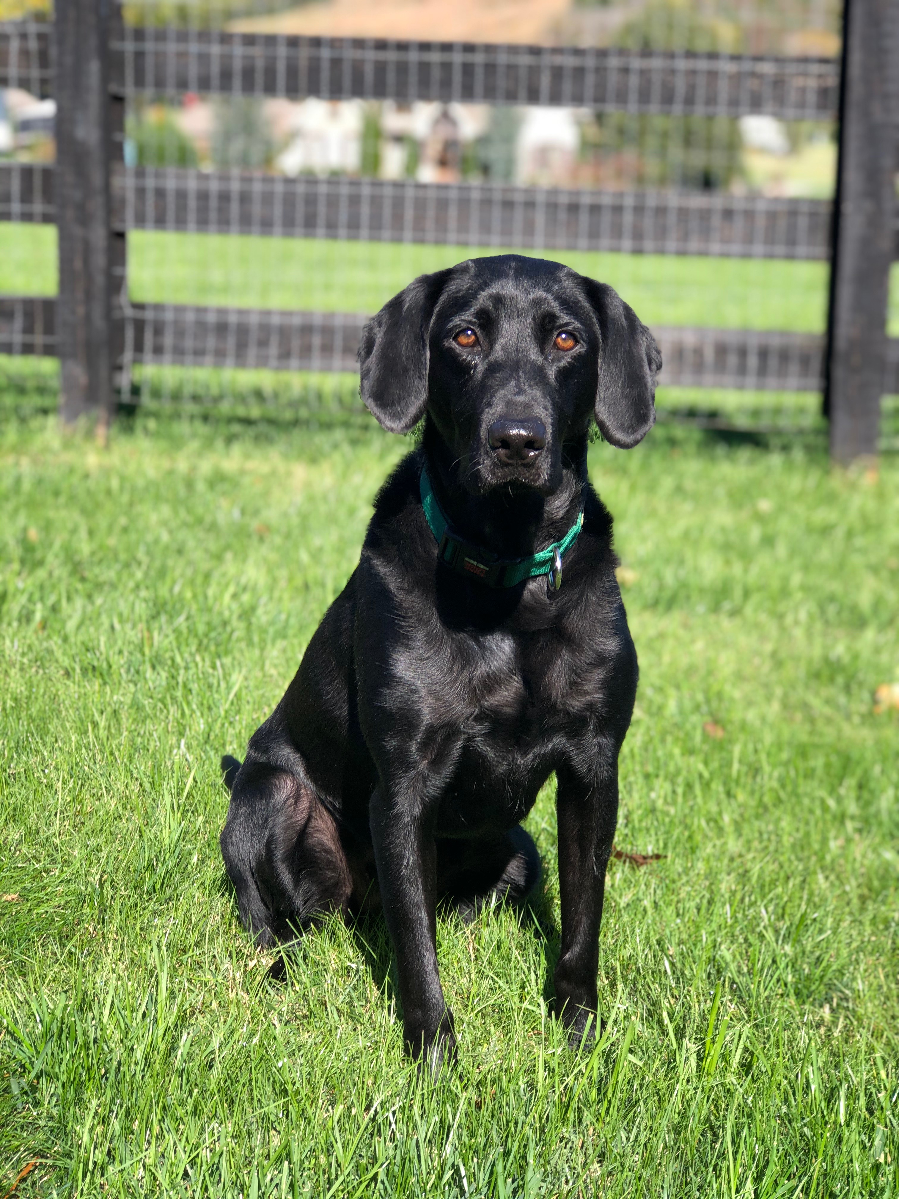 Jaybar It's All About Eve | Black Labrador Retriver