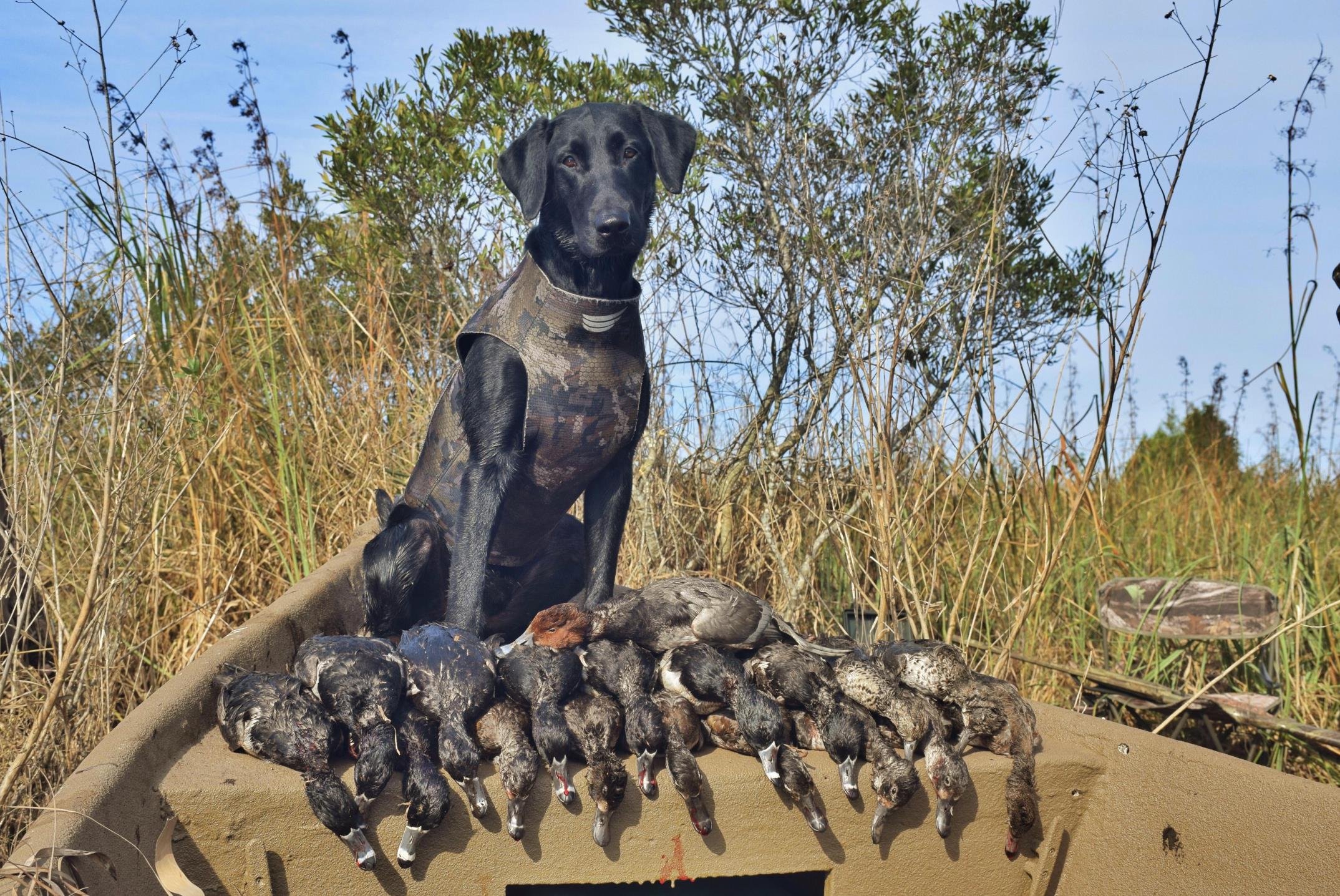 Bogue Banks | Black Labrador Retriver