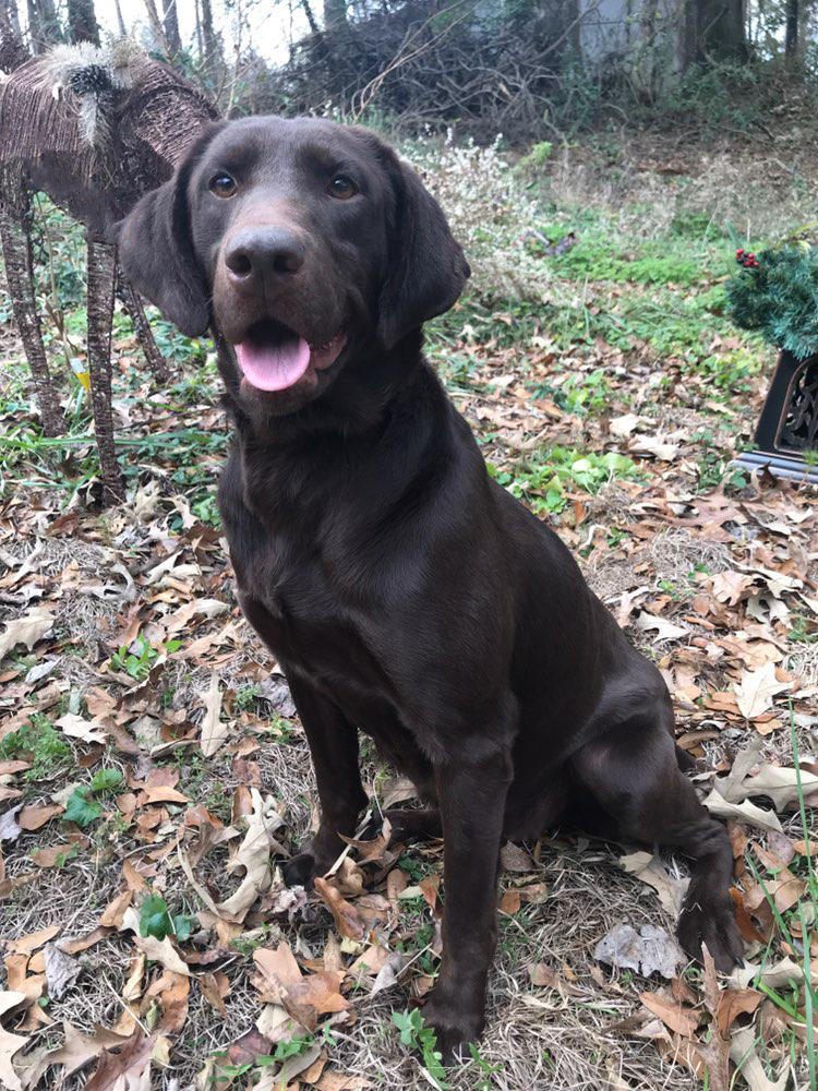 Blue Clay's Just Call Me Angel | Chocolate Labrador Retriver