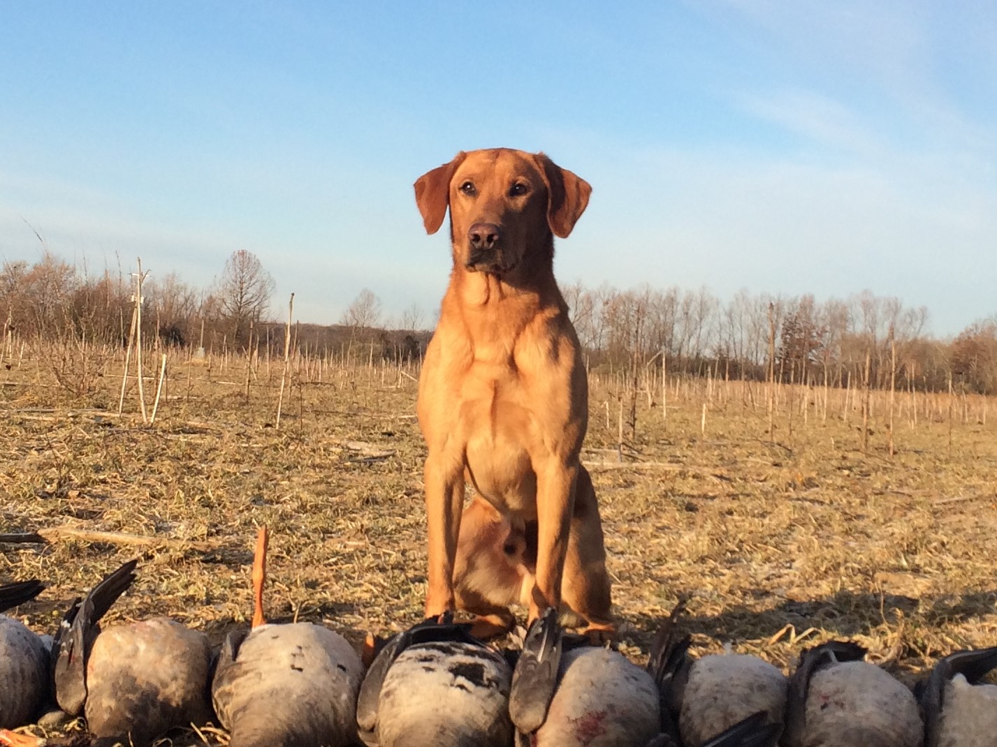 HRCH Meherrin's Flash Flood Warning MH | Yellow Labrador Retriver