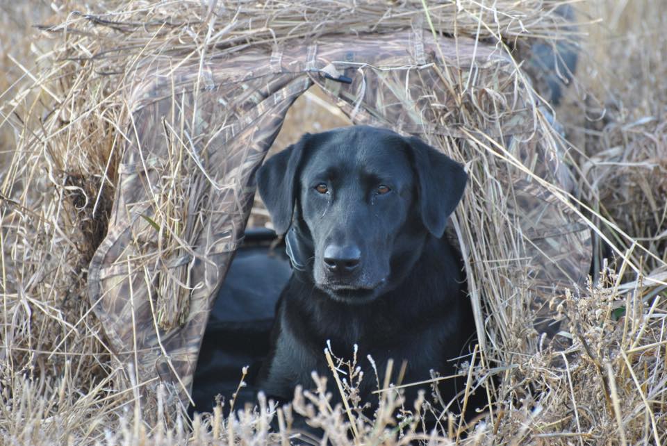 HRCH Tlk's Meherrin's Southern Belle | Black Labrador Retriver