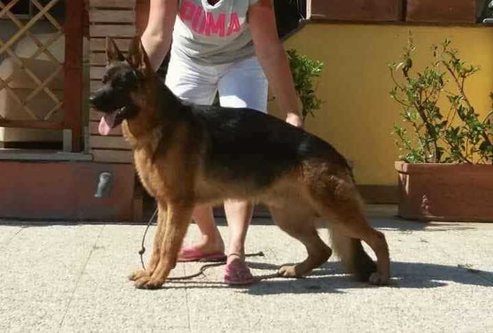 Blake von Urselspiel | German Shepherd Dog 