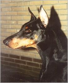 Gravin Beauty v. Neêrlands Stam | Black Doberman Pinscher