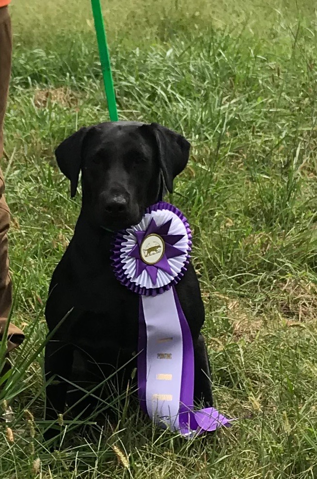 4xGMPR Black Bear Crk's Salted Margarita | Black Labrador Retriver