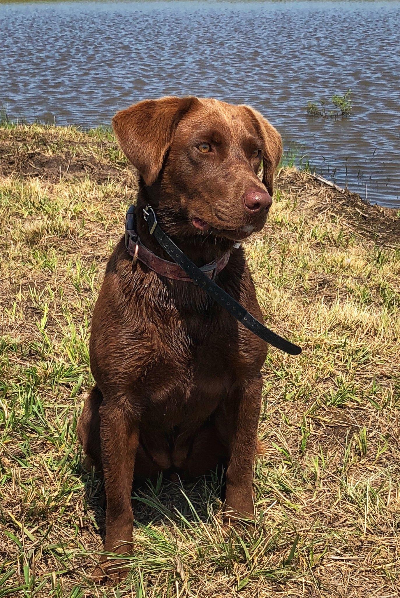 Wagner's Don't Shoot The Suzy | Chocolate Labrador Retriver