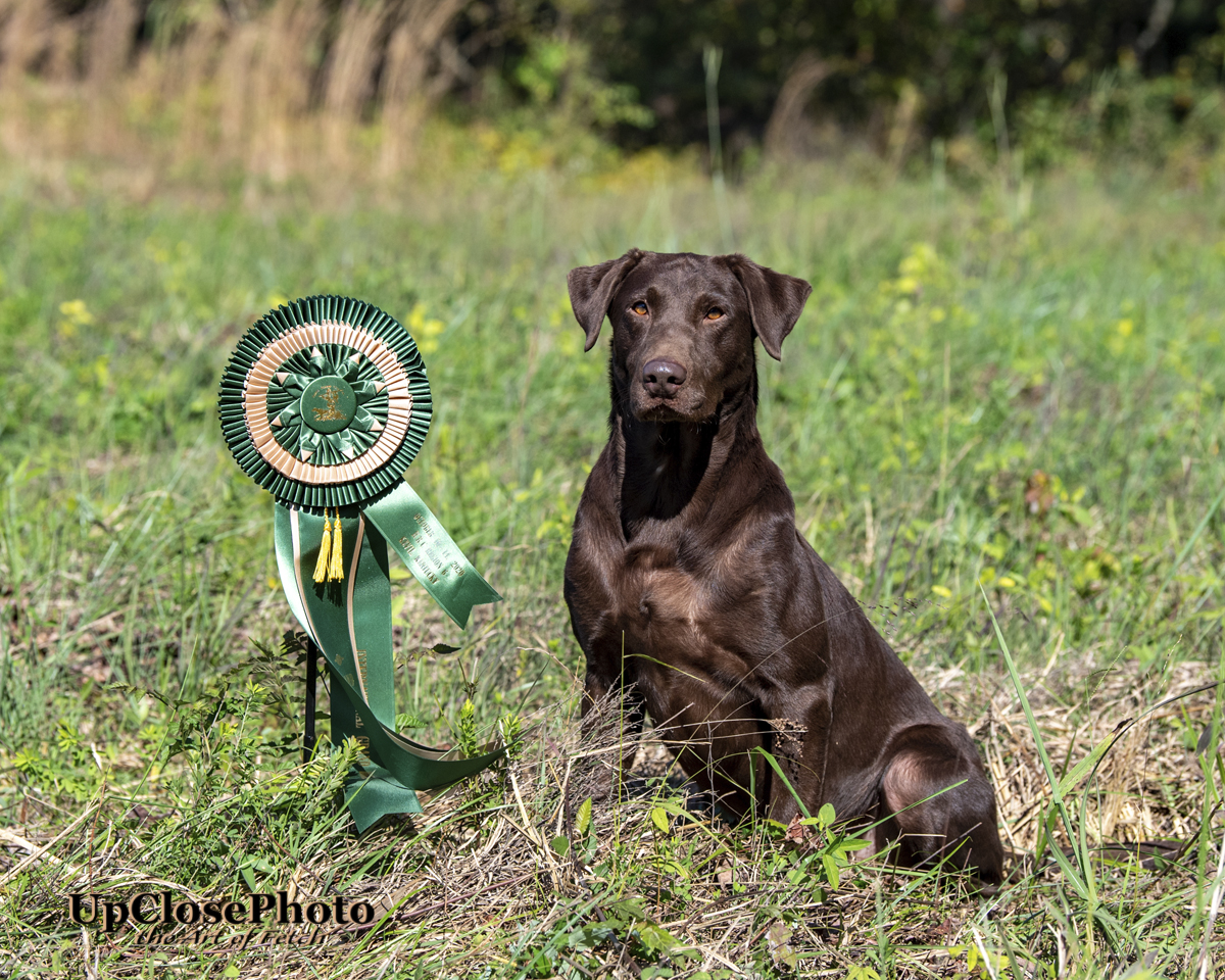 3XGRHRCH Northforks Napolean Of The Slough MH | Chocolate Labrador Retriver