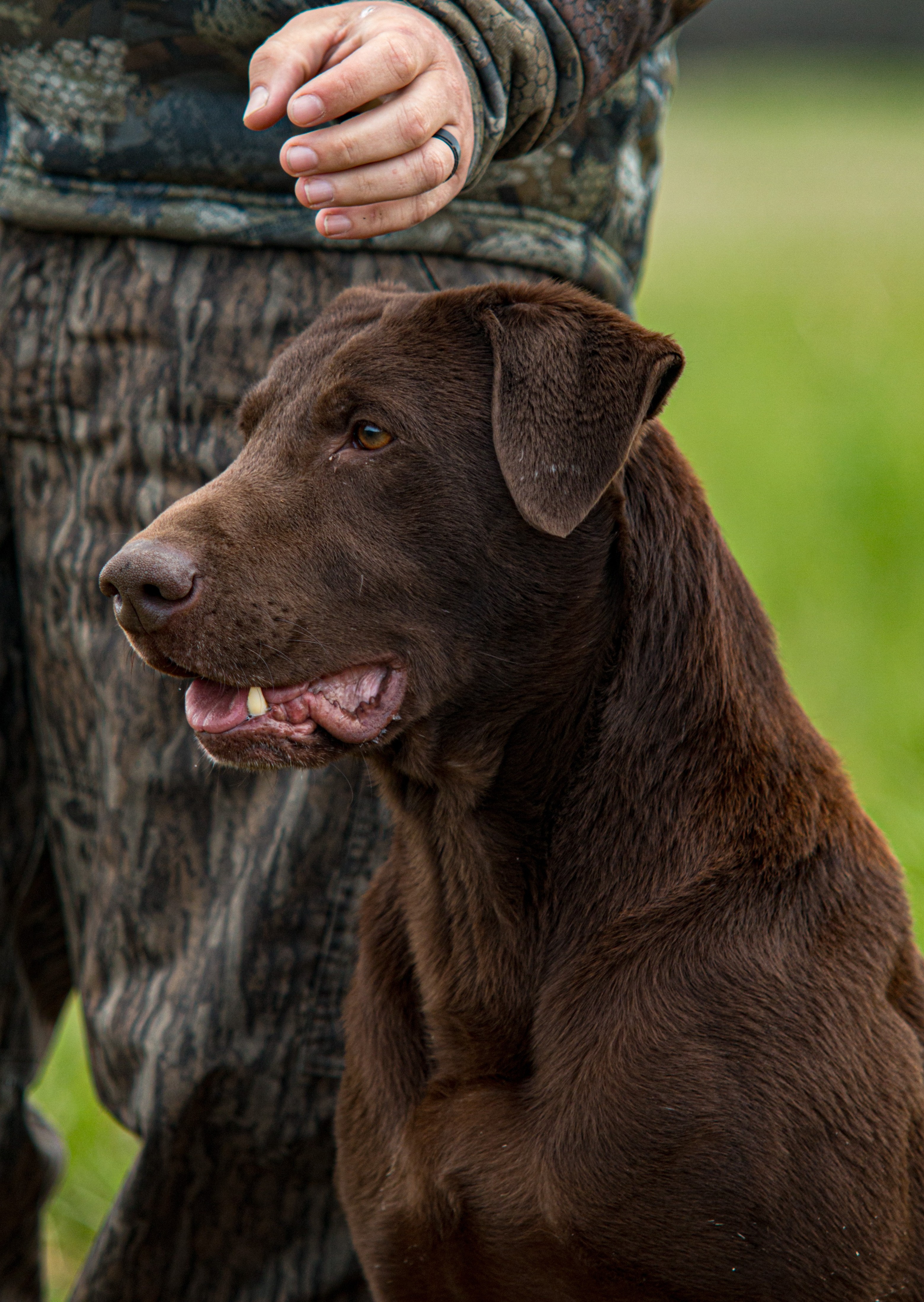 3XGRHRCH Northforks Napolean Of The Slough MH | Chocolate Labrador Retriver