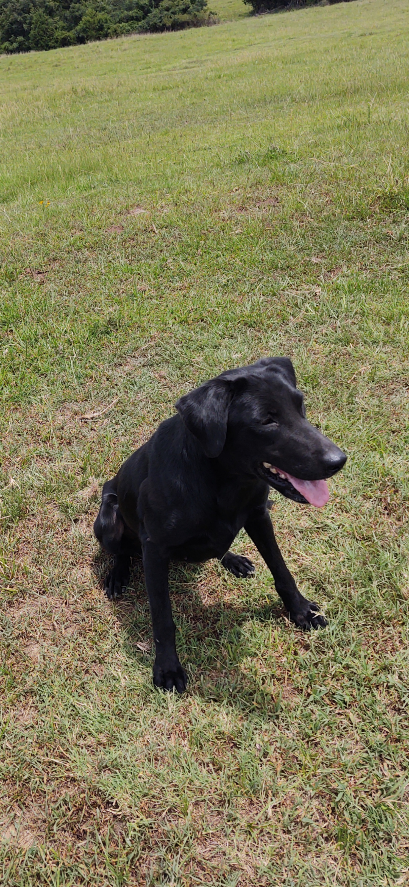 HRCH Fowlplay's Turn The Page | Black Labrador Retriver