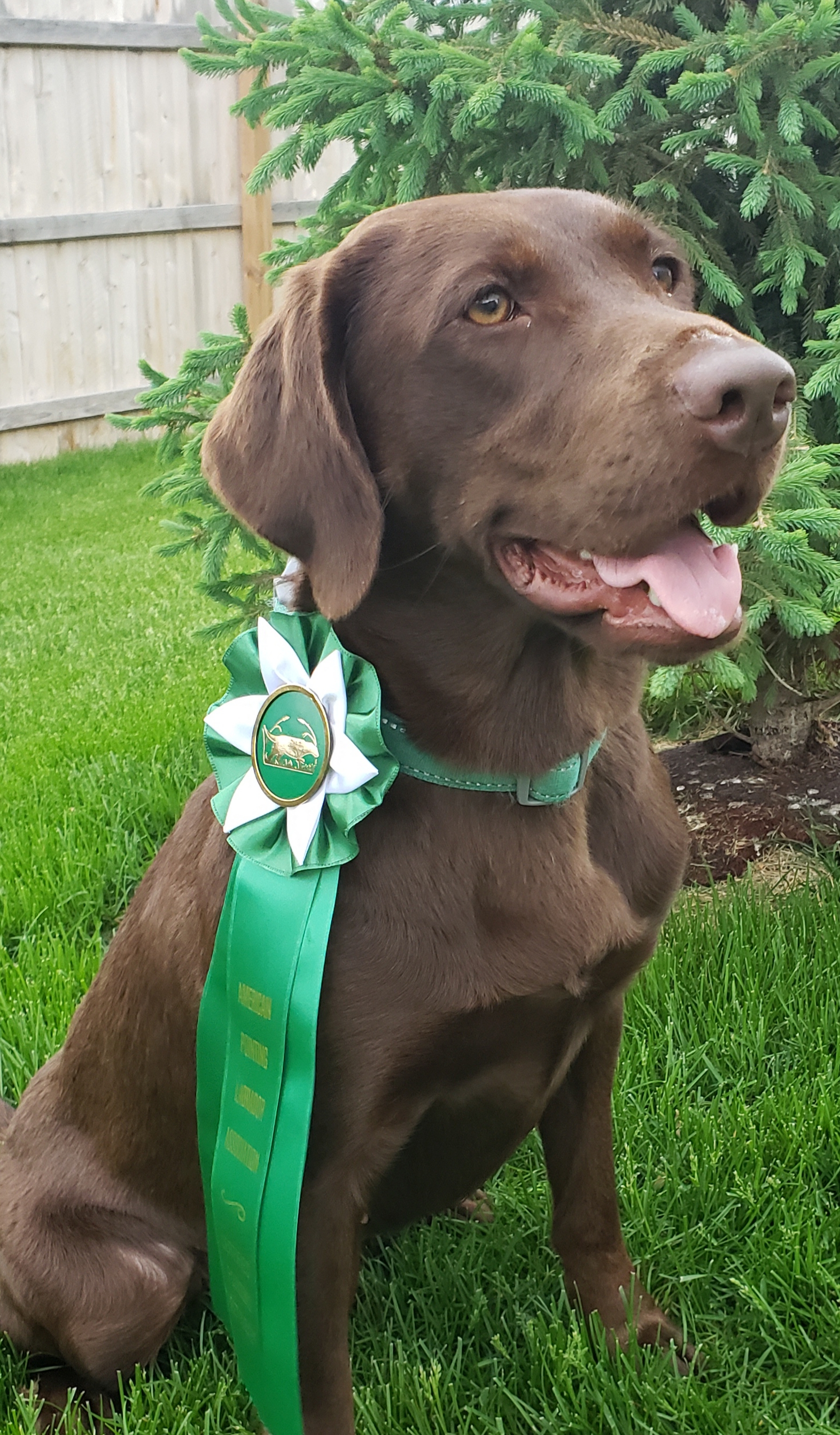 CPR Northstar's Hot Stuff | Chocolate Labrador Retriver