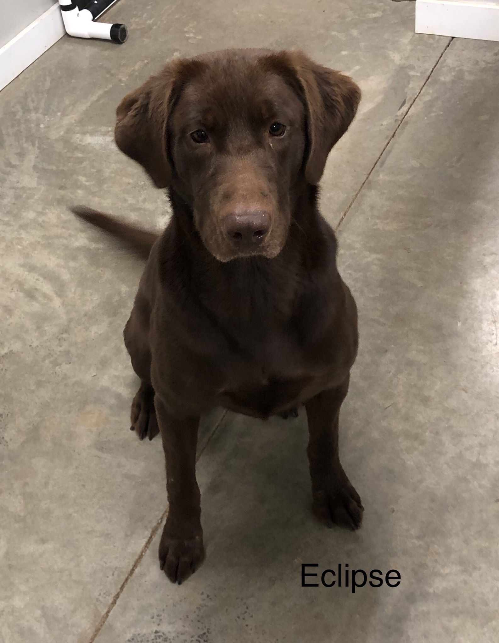 HRCH Sliding Creeks Total Eclipse MH MAR | Chocolate Labrador Retriver