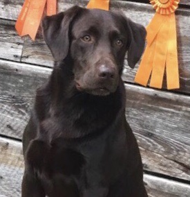 HRCH Sliding Creeks Total Eclipse MH MAR | Chocolate Labrador Retriver