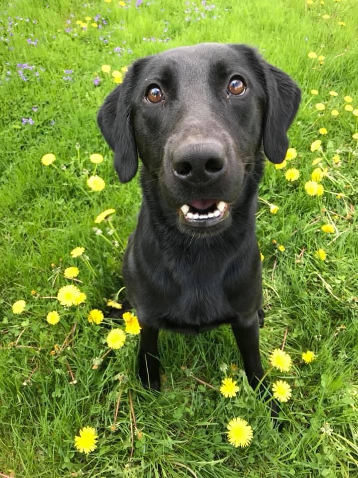 GRCHSD SHR WSD Ironpaws Triumphant Simon | Black Labrador Retriver