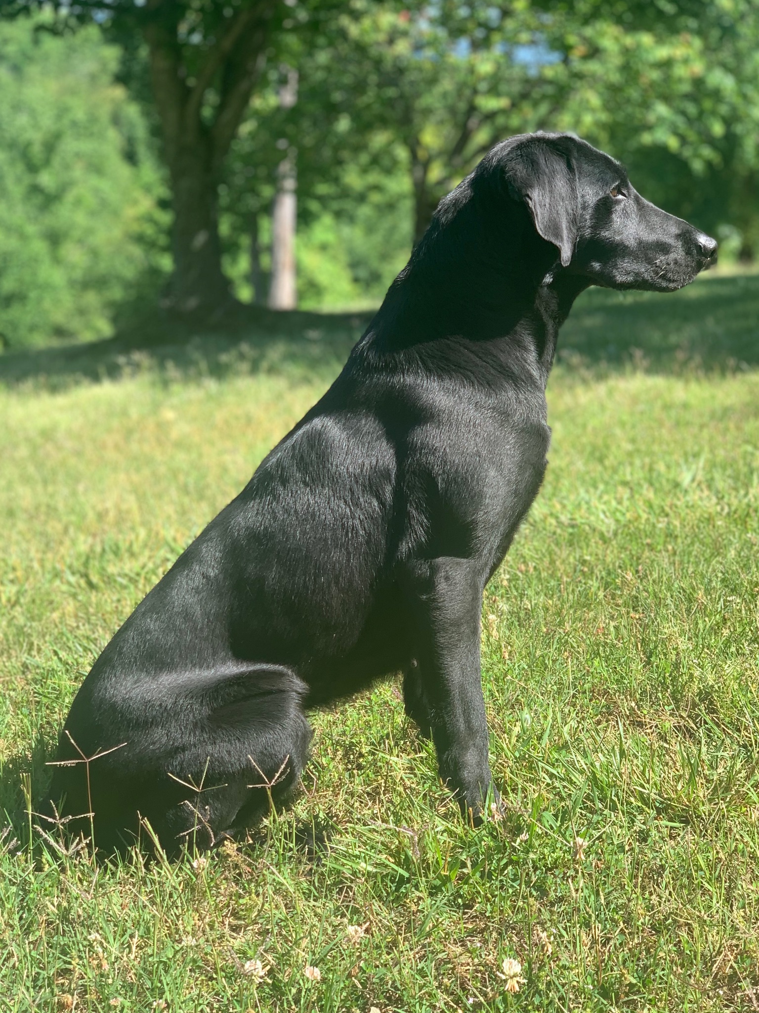 Blythe Ferry's Bristol MH | Black Labrador Retriver