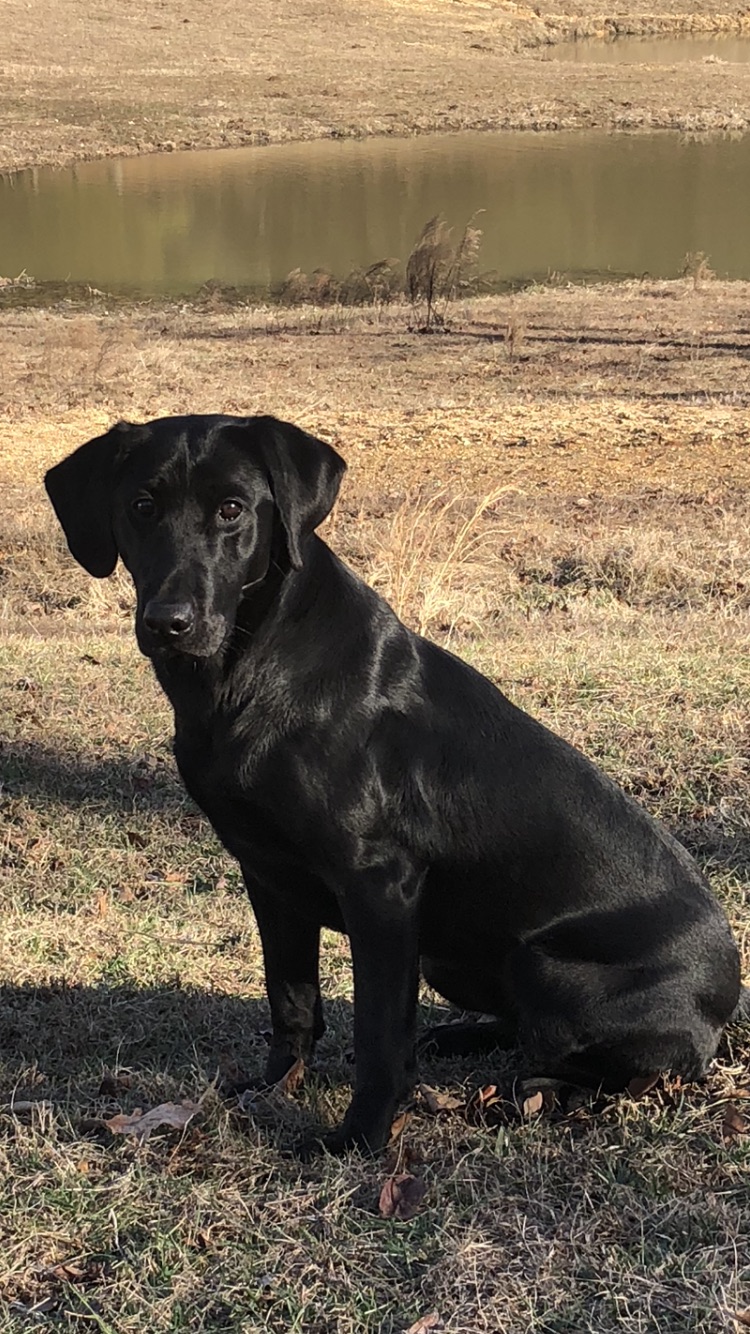 Blythe Ferry's Bristol MH | Black Labrador Retriver