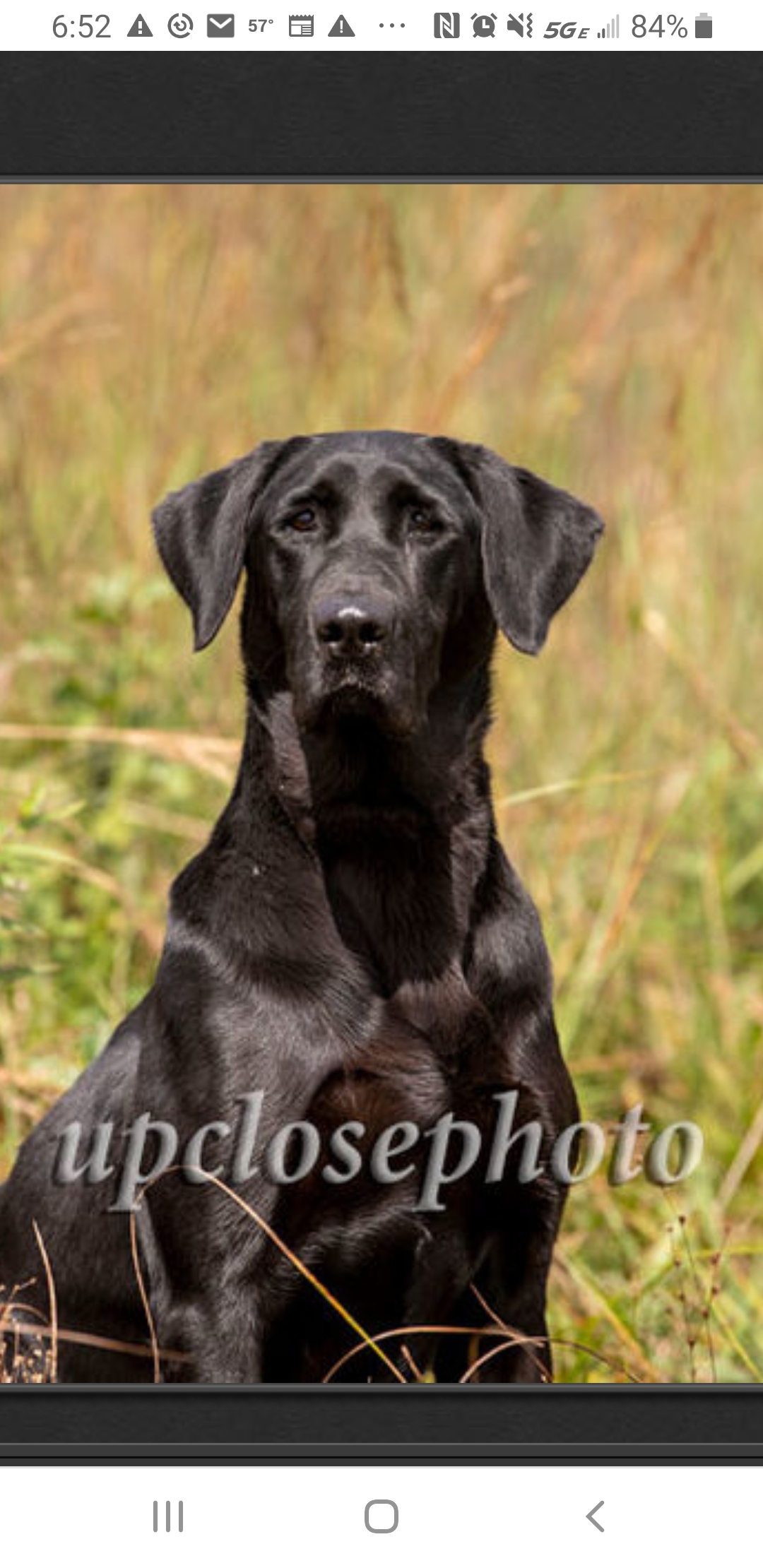 HRCH Wendy's Diamond Brees MH | Black Labrador Retriver