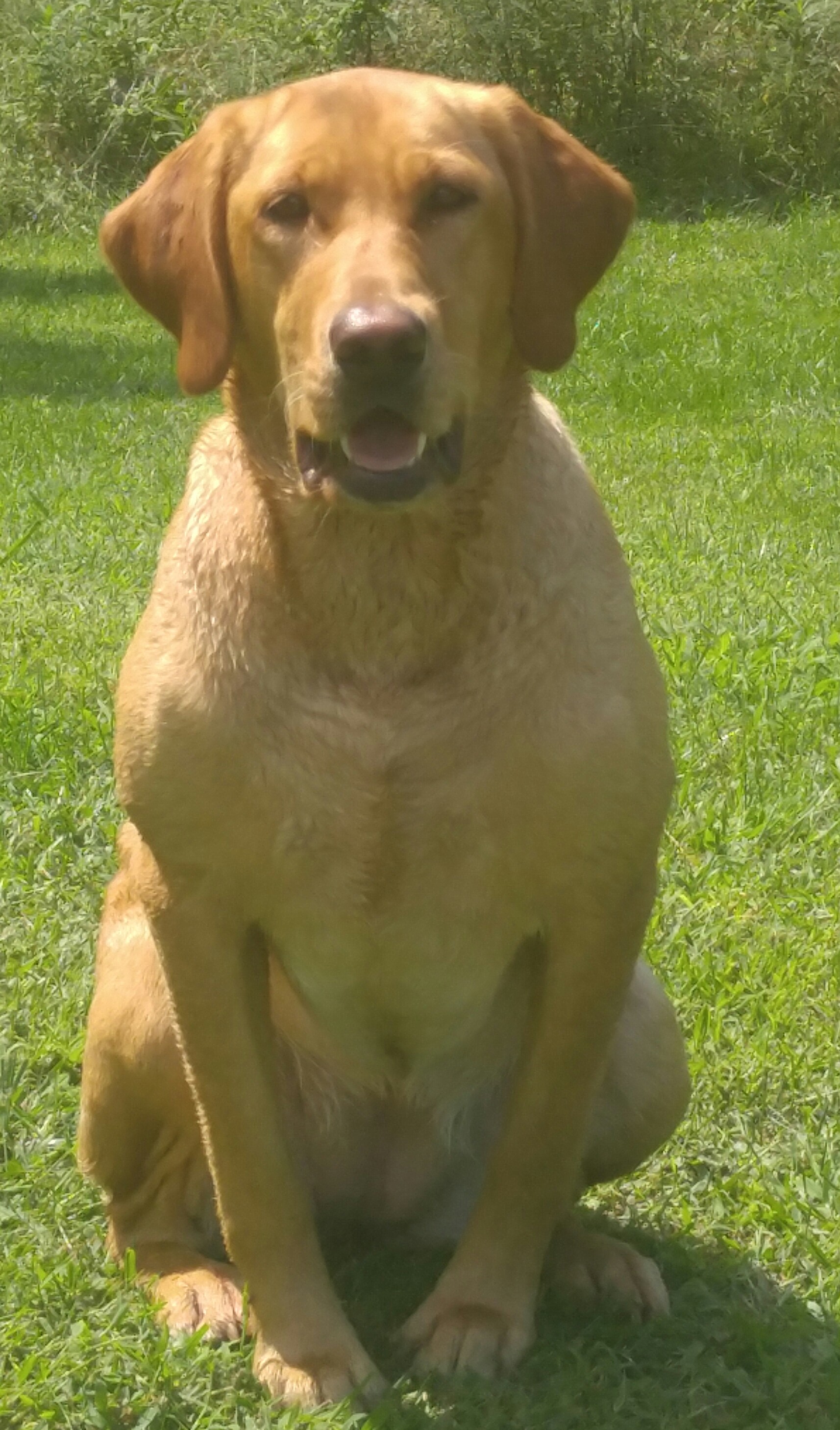 HR Wetland Featherchaser Ruby JH | Yellow Labrador Retriver