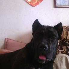ALONZO IZ USADBY SYROVATKA | Cane Corso 