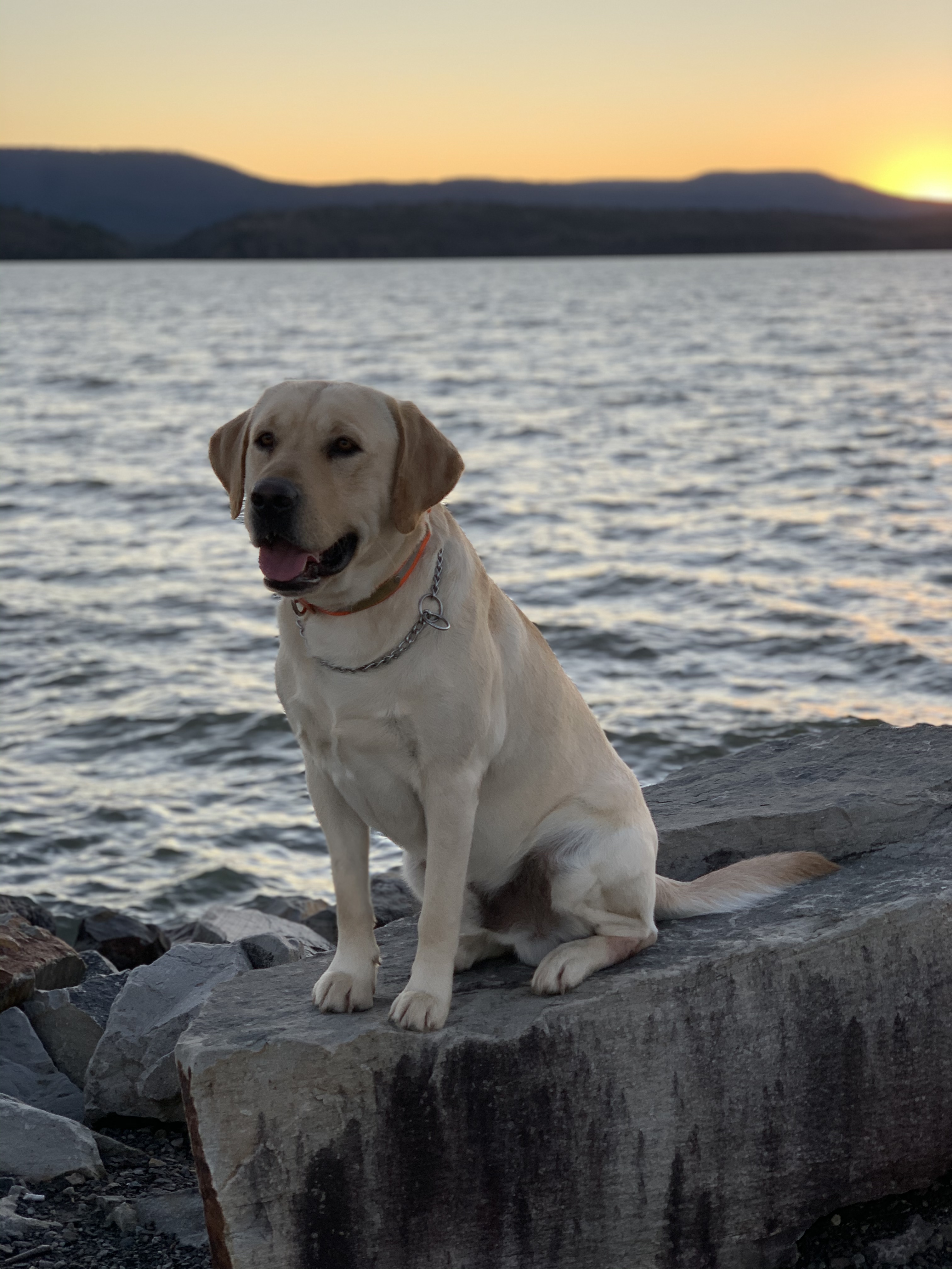 Steeds Winged Trigger | Yellow Labrador Retriver