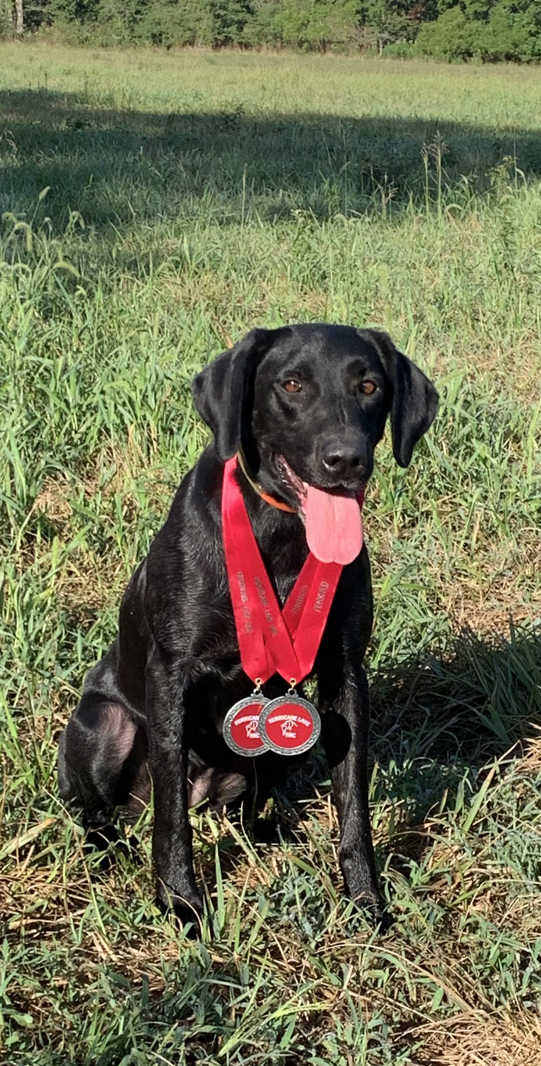 HRCH Lk's Lookout MH | Black Labrador Retriver