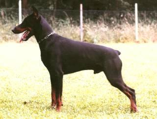 Chakko v.d. Scheltheide | Black Doberman Pinscher