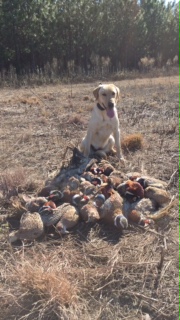 Fox Creek's Hot To Hunt Heidi HR | Yellow Labrador Retriver