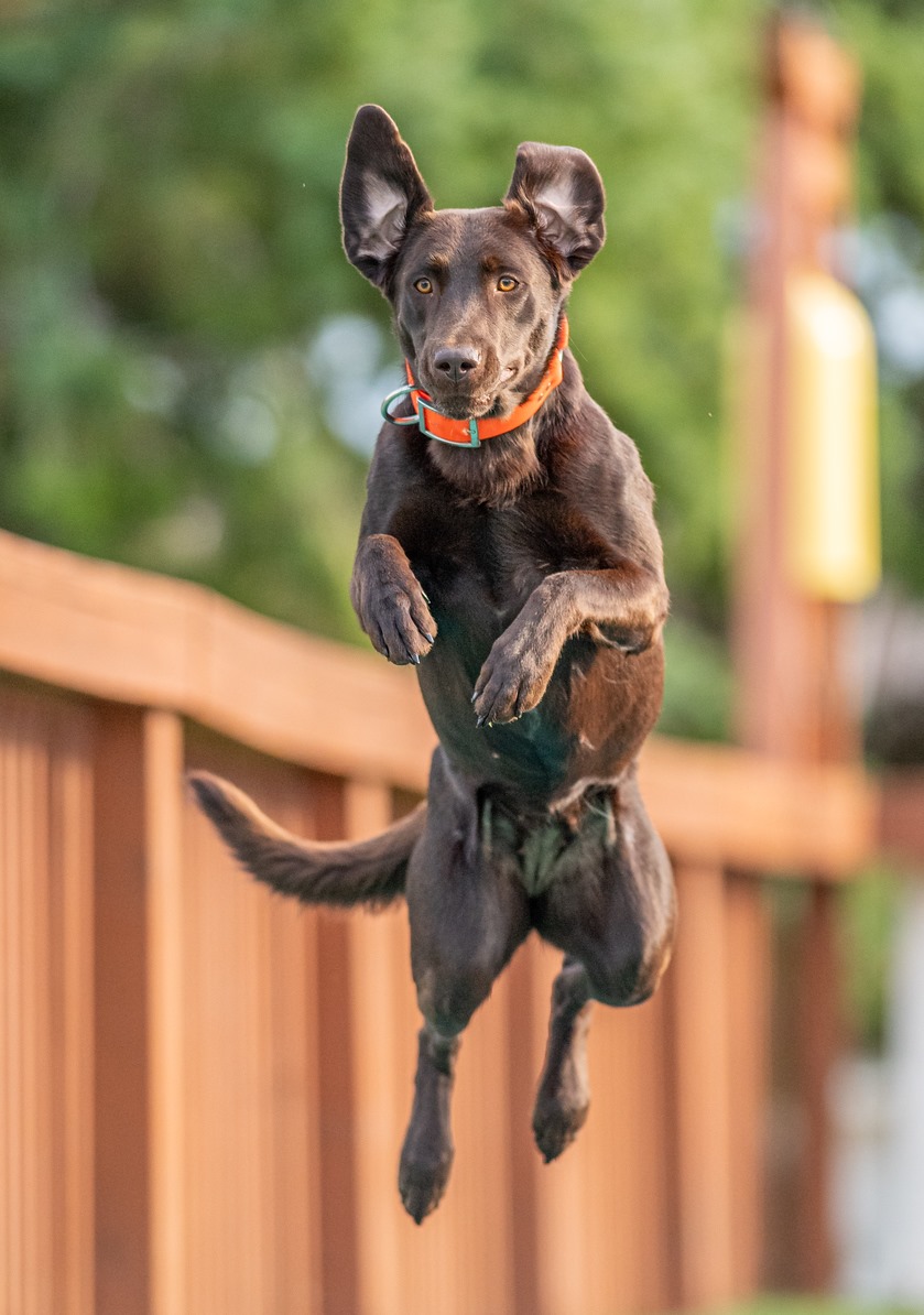 UJJ GSJCH  STK9's Lady Go Diver DN DS | Chocolate Labrador Retriver