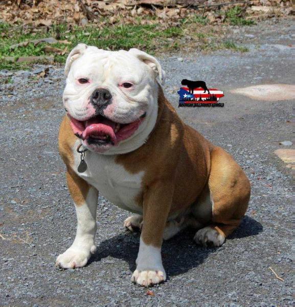 Nuyorican Bulldogges Boogeyman | Olde English Bulldogge 