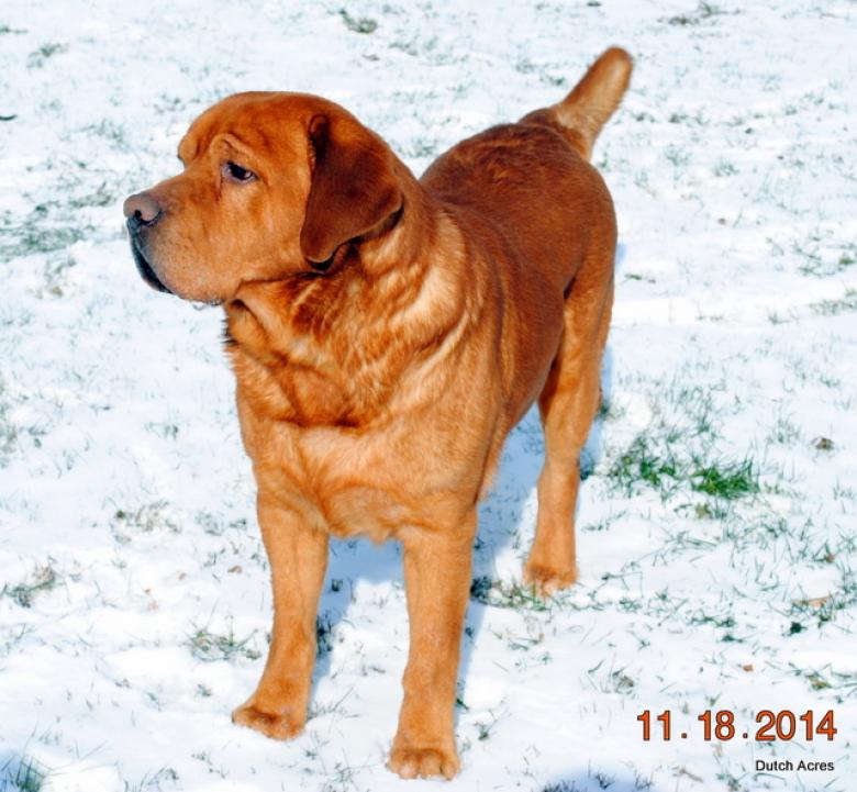 Carlson's Topic Awarded By Elmo | Yellow Labrador Retriver