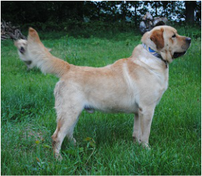 Carlson's Golden Globe Award | Yellow Labrador Retriver