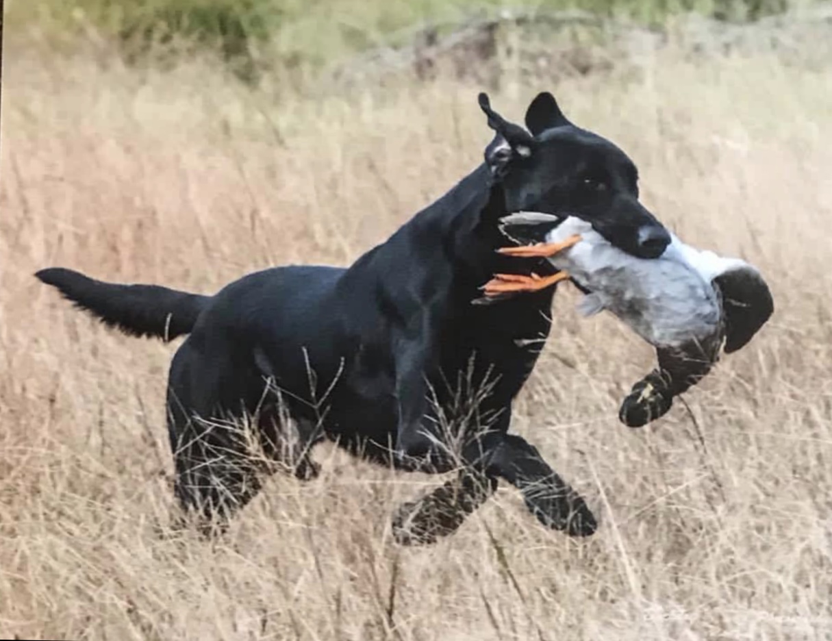 HRCH Laurel Cliff's Mickey Making The Grade MH | Black Labrador Retriver