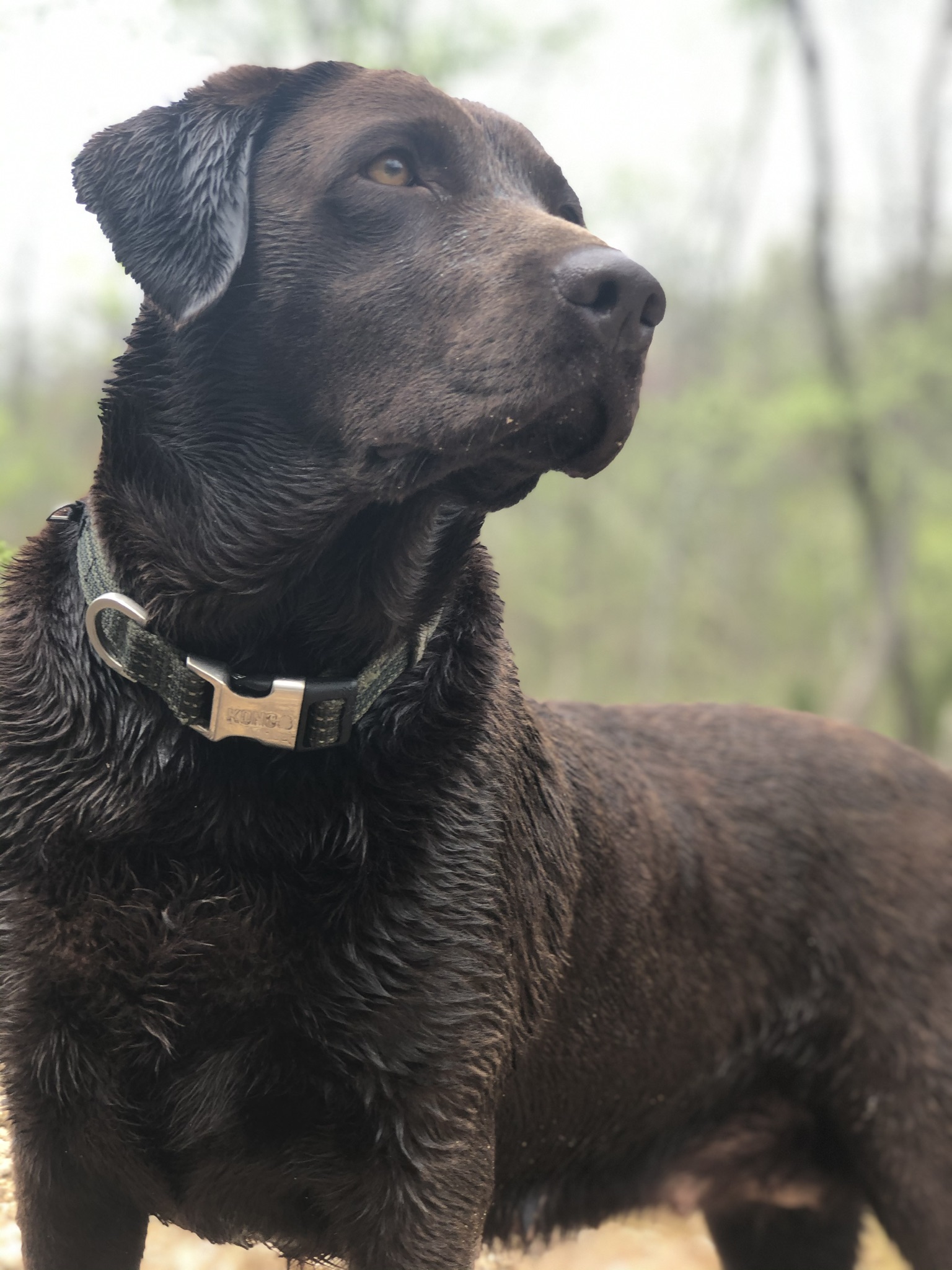 Bishops Locked And Loaded Mags | Chocolate Labrador Retriver