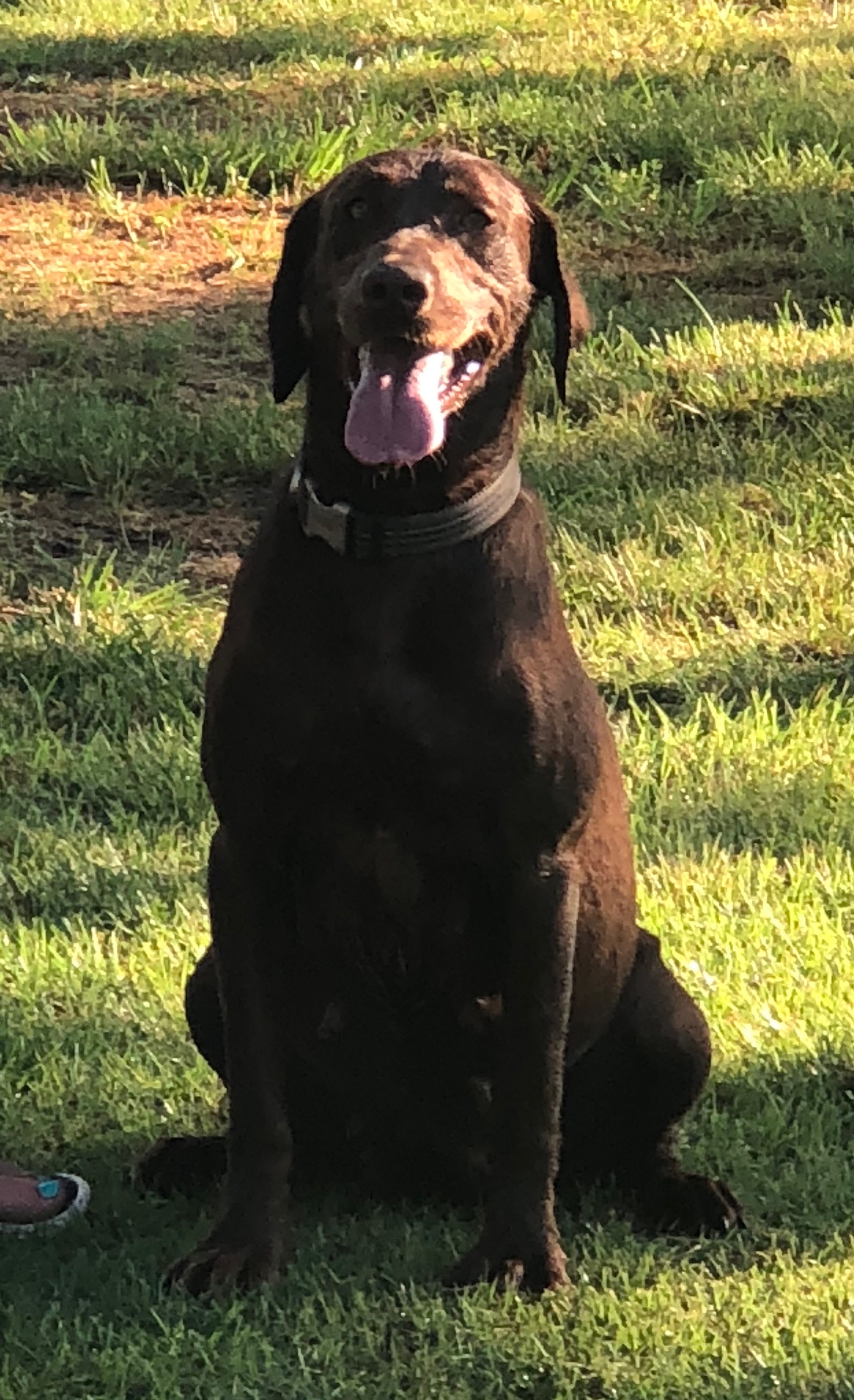 Bishops Locked And Loaded Kimber | Chocolate Labrador Retriver