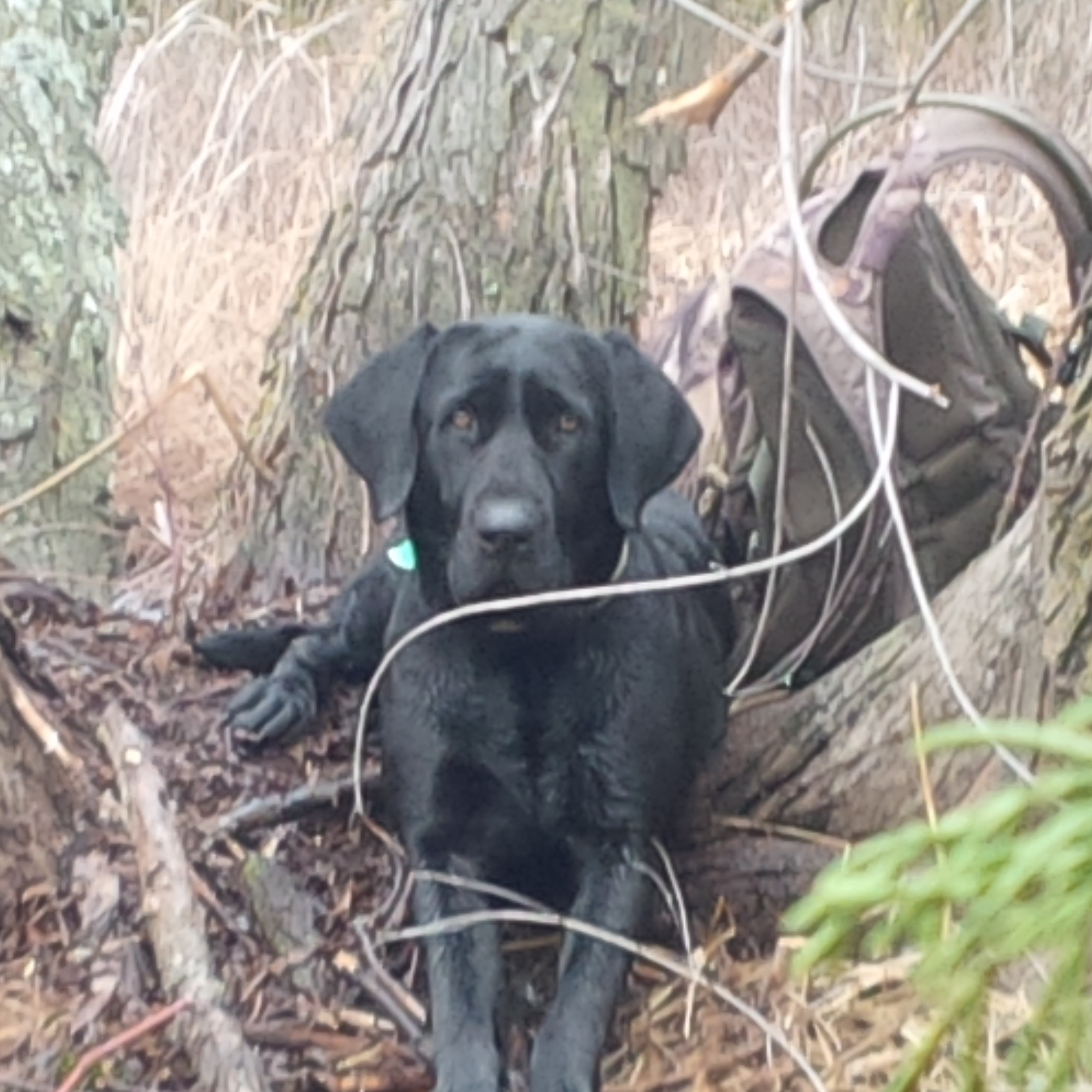 Cooks Madi Earp | Black Labrador Retriver