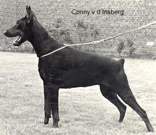 Conny v.d. Insberg | Black Doberman Pinscher