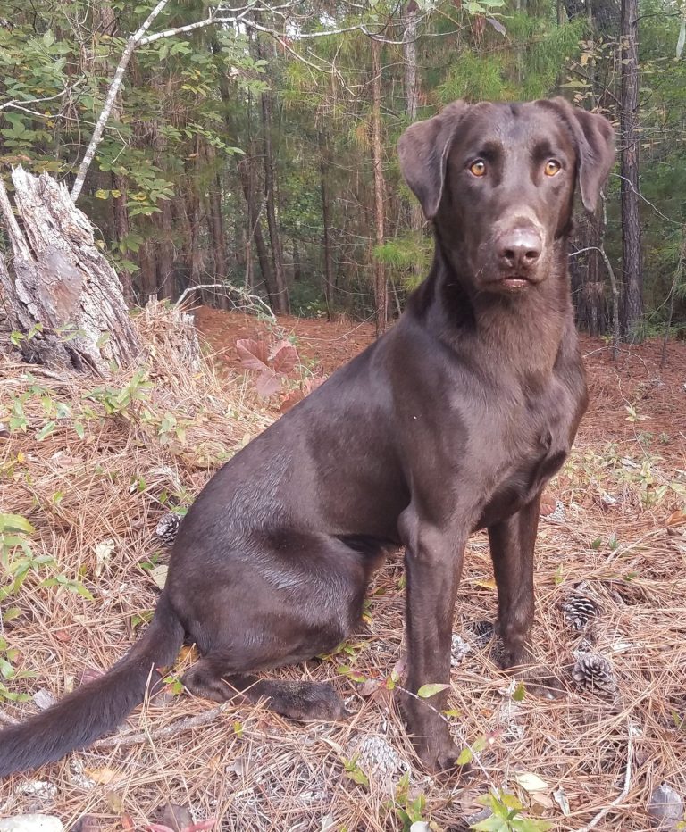 Rockin M Rue MH | Chocolate Labrador Retriver