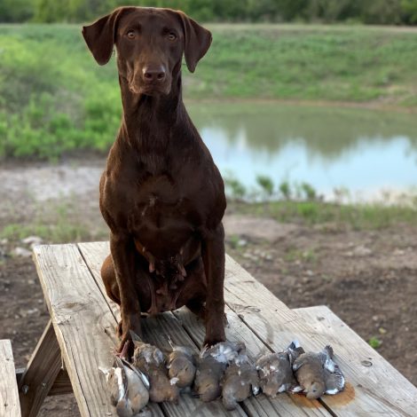 Sweet Mocha Promise JH | Chocolate Labrador Retriver