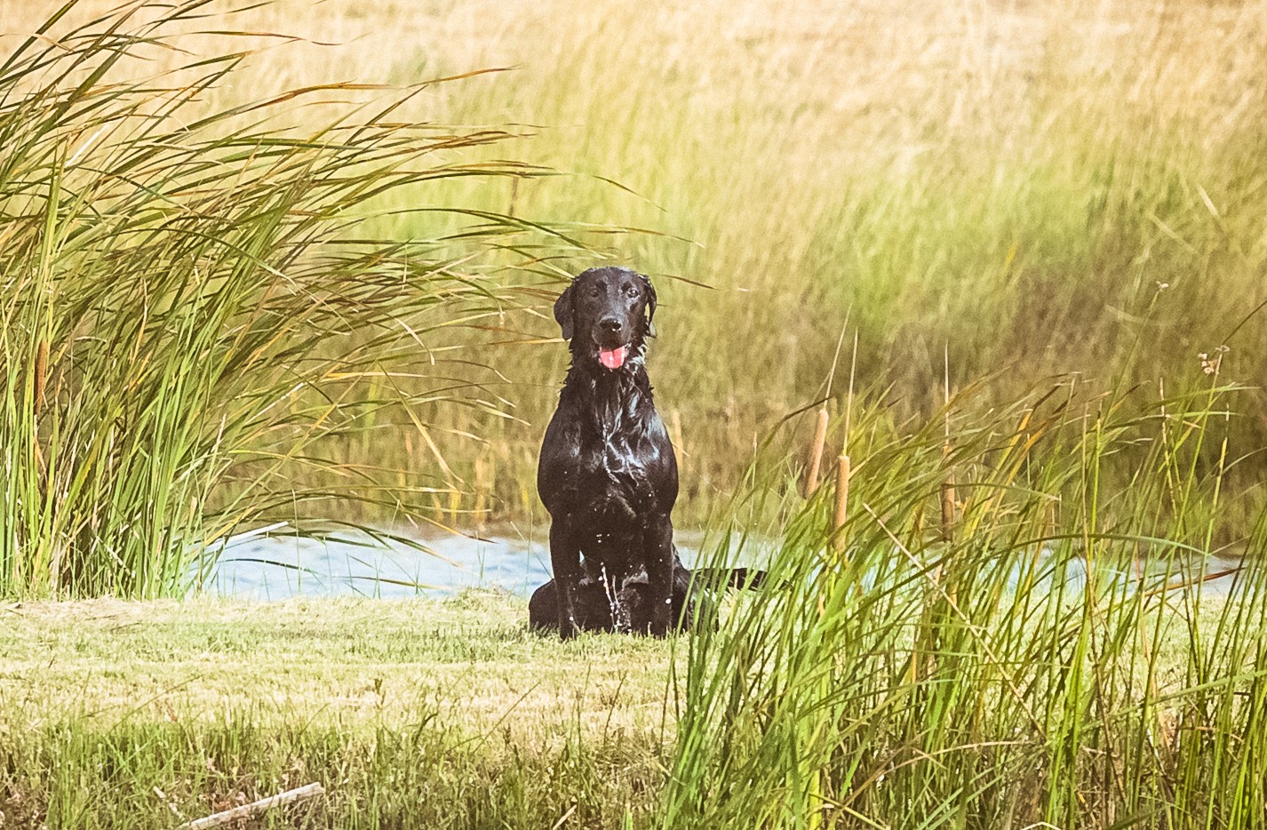 T.C.L. Smoke - N - Gun MH | Black Labrador Retriver