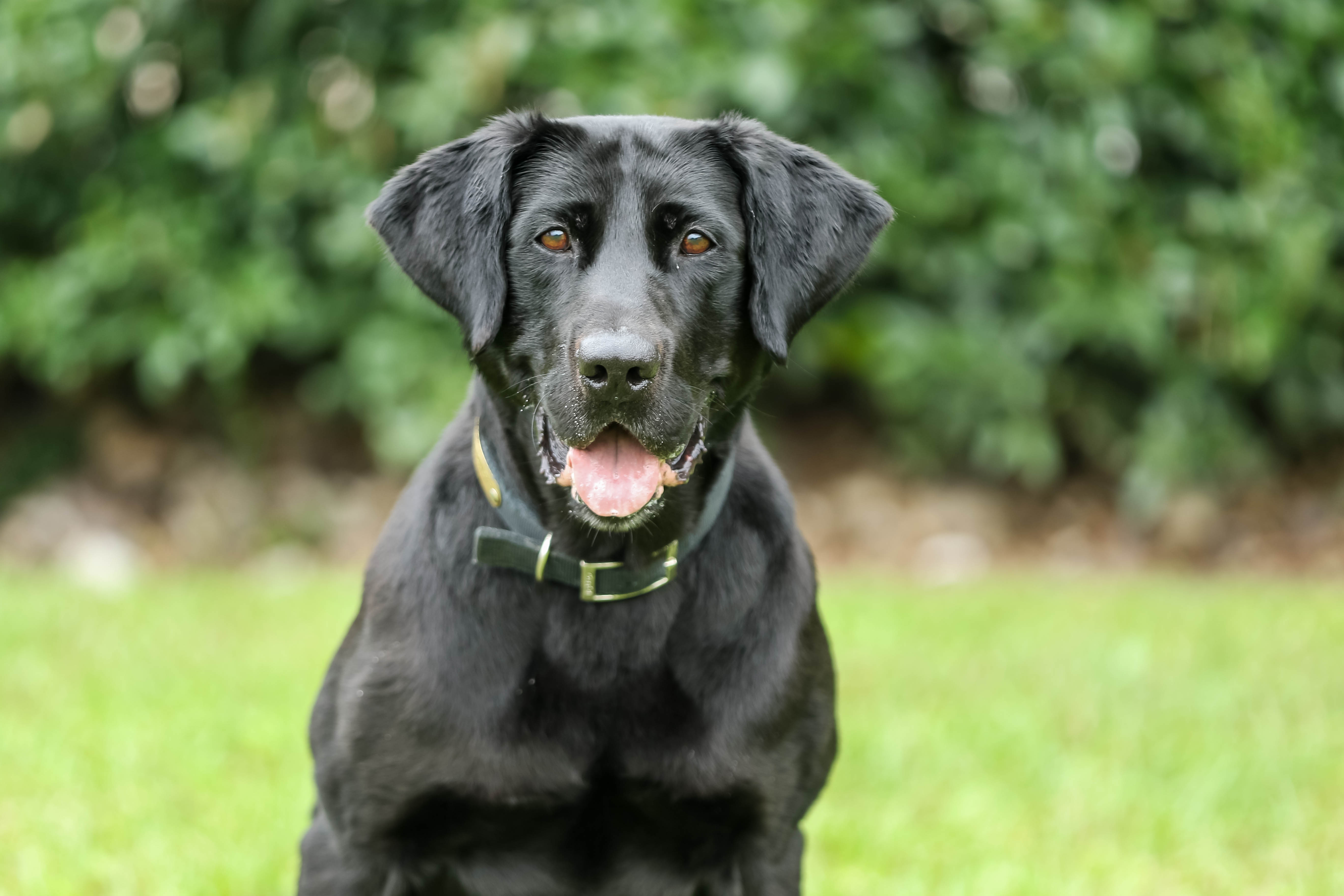 Rocky Rolling Middaugh JH (Certified Detection Dog) | Black Labrador Retriver