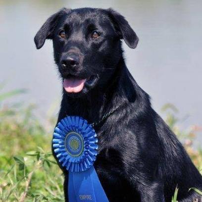 Stonewall Carbon Copy Calie | Black Labrador Retriver